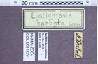 Etiketten zu Acritelater barbata (NHMW-ZOO-COL-0011229)